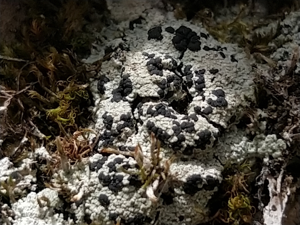 Toninia squalida