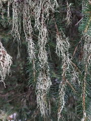 Evernia divaricata
