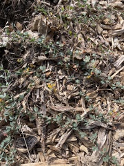 Acmispon decumbens decumbens