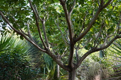 Polyscias rodriguesiana