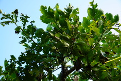 Polyscias rodriguesiana