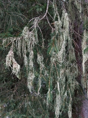 Evernia divaricata