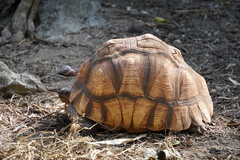 Astrochelys yniphora