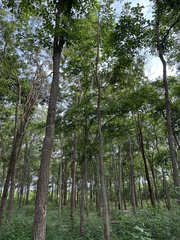 Pterocarpus santalinus