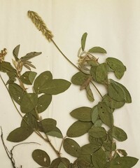Eriosema parviflorum