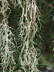 Evernia divaricata