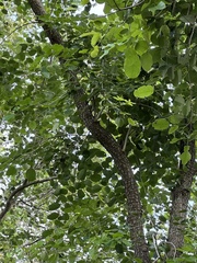 Pterocarpus santalinus