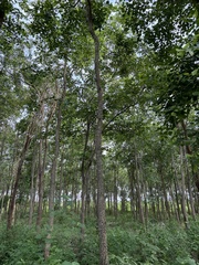 Pterocarpus santalinus