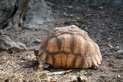 Astrochelys yniphora