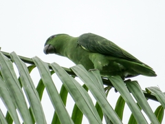 Graydidascalus brachyurus