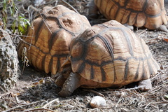 Astrochelys yniphora