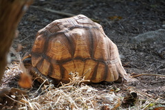 Astrochelys yniphora