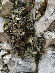 Solorina saccata
