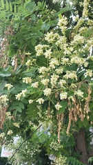 Styphnolobium japonicum