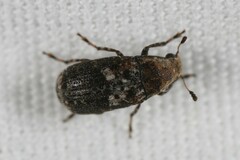 Euparius paganus