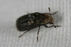 Euparius paganus