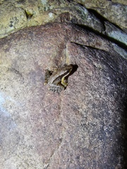 Odorrana exiliversabilis