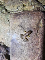 Odorrana exiliversabilis