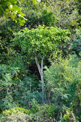 Polyscias rodriguesiana