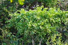 Polyscias rodriguesiana