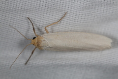 Crambidia xanthocorpa