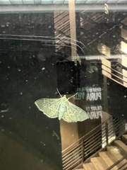 Pilocrocis