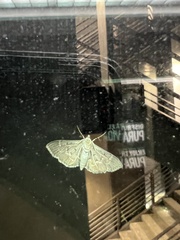 Pilocrocis