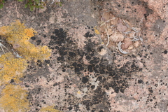 Image of Lichinella stipatula