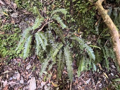 Polystichum acutidens