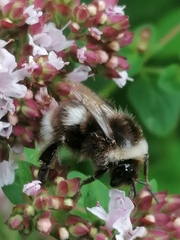 Bombus soroeensis