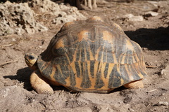 Astrochelys radiata