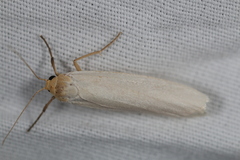 Crambidia xanthocorpa