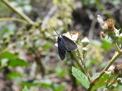 Ctenucha multifaria