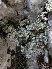 Squamarina concrescens