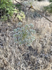 Angelica californica