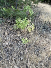 Angelica californica