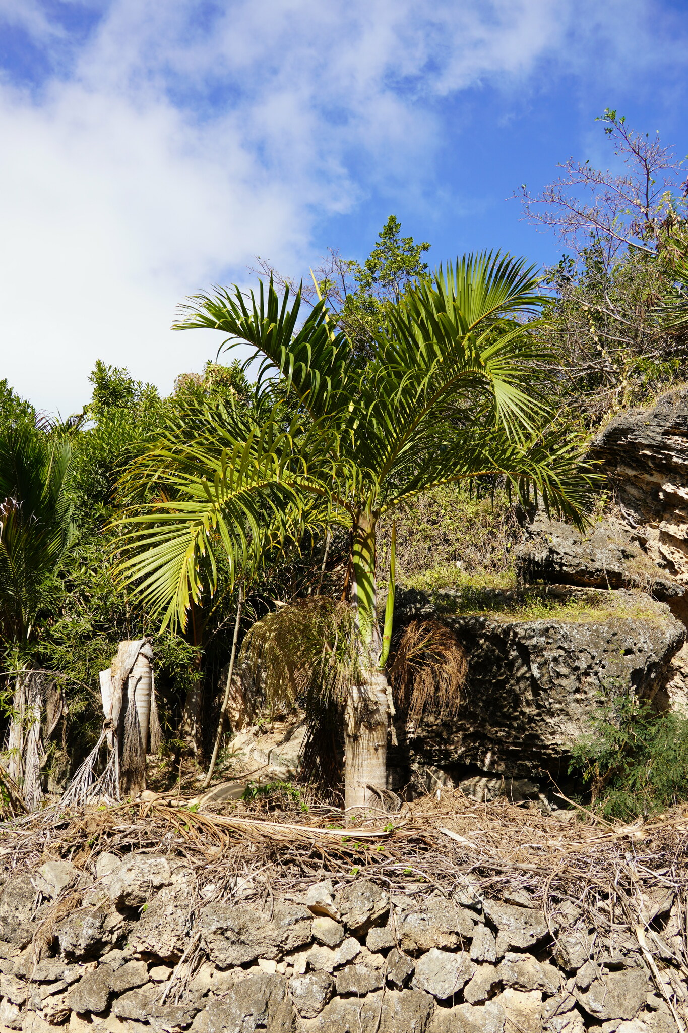 Imagem de Palmeira-garrafa