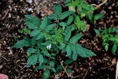 Solanum jamesii