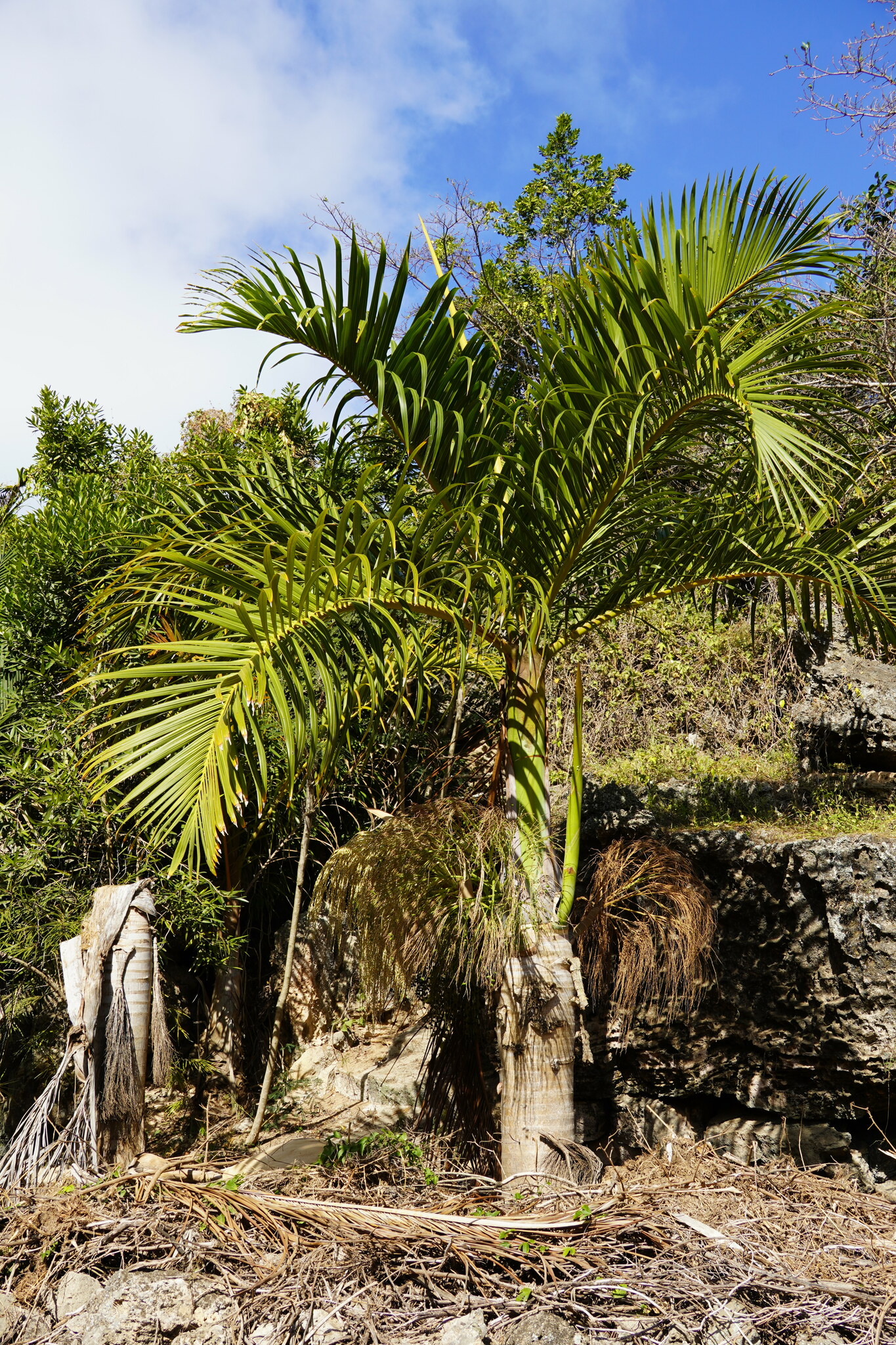 Imagem de Palmeira-garrafa