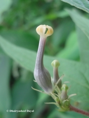 Ceropegia maccannii