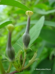 Ceropegia maccannii
