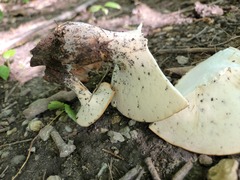 Polyporus radicatus