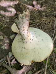 Polyporus radicatus