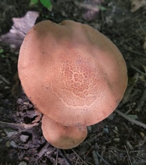 Polyporus radicatus