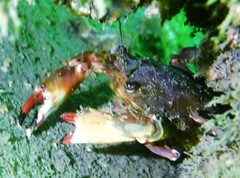 Charybdis hellerii