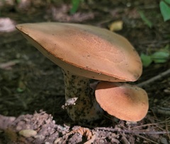 Polyporus radicatus