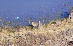 Cinclodes albiventris