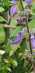 Euglossa