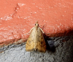 Udea ferrugalis
