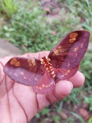 Citheronia phoronea